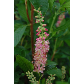 Clethra alnifolia 'Ruby Spice' - Ruby Spice Summersweet Clethra
