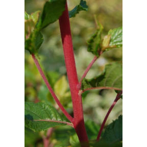 Clethra alnifolia 'Sherry Sue' - Sherry Sue Summersweet Clethra