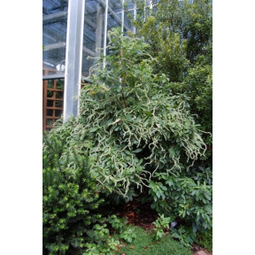 Clethra alnifolia var. tomentosa - Woolly Summersweet Clethra