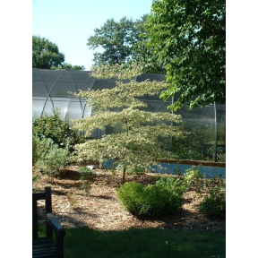 Cornus alternifolia 'Argentea' - Variegated Pagoda Dogwood