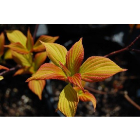 Cornus alternifolia 'Bachone' Gold Bullion™ - Gold Bullion™ Pagoda Dogwood