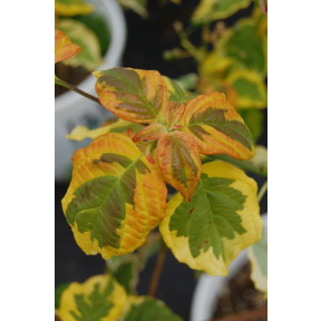 Cornus alternifolia ‘W. Stackman’ Golden Shadows® - W. Stackman Pagoda Dogwood