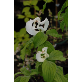 Cornus florida var. pringlei  - Mexican Flowering Dogwood