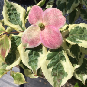 Cornus kousa 'Akatsuki' - Akatsuki Kousa Dogwood