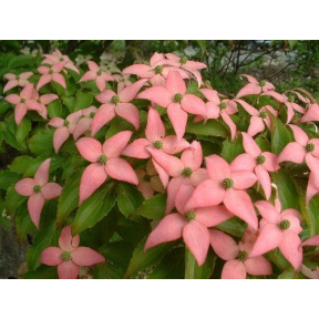 Cornus kousa 'Beni Fuji' ('Beni Fugi') - Beni Fugi Kousa Dogwood