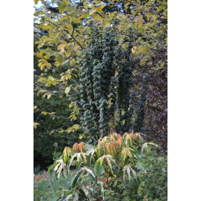 Cornus sanguinea 'Compressa' ('Hessei') - Dwarf Bloodstem Dogwood