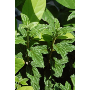 Cornus sericea 'Neil Z' Pucker Up™ PP 24812 - Pucker Up™ Shrub Dogwood