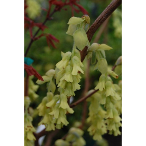 Corylopsis spicata - Spike Winterhazel