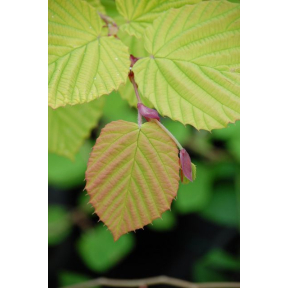 Corylopsis spicata 'Gold Spring' ('Ogon') - Gold Spring Spike Winterhazel