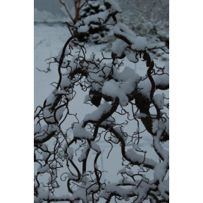 Corylus avellana 'Contorta' - Harry Lauders Walking Stick
