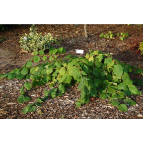 Corylus avellana 'Pendula' - Weeping European Filbert
