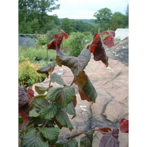 Corylus x ‘Red Dragon’ PP 20694 - Red Dragon Contorted Filbert