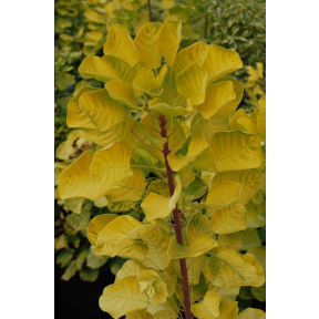 Cotinus coggygria 'Ancot' Golden Spirit® PP 13082 - Ancot Gold Leaf Smokebush