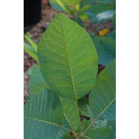 Cotinus obovatus 'Tulsa Lady' - Tulsa Lady Smoke Tree