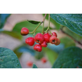 Cotoneaster bullatus var. floribunda - Hollyberry Cotoneaster