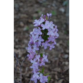 Daphne genkwa (Hackenberry Group) - Lilac Daphne