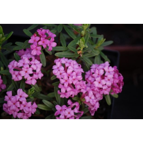 Daphne x susannea 'Lawrence Crocker' - Lawrence Crocker Daphne