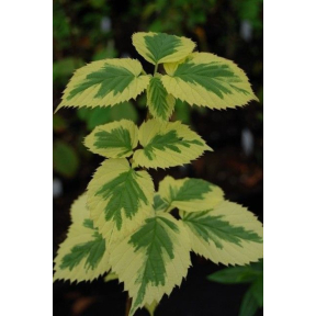 Davidia involucrata 'Lady Sunshine' - Lady Sunshine Dove Tree