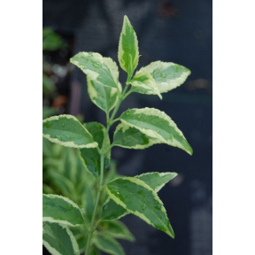 Deutzia gracilis 'Mincream’ Crème Fraiche™ PP 25703 - Mincream Slender Deutzia