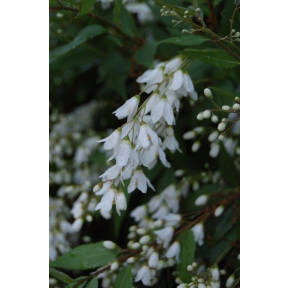 Deutzia gracilis 'Nikko' - Nikko Slender Deutzia