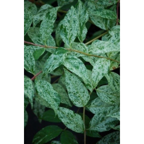 Deutzia gracilis 'White Splashed' - White Splashed Deutzia