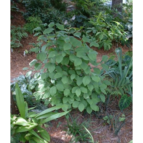 Dirca palustris - Leatherwood