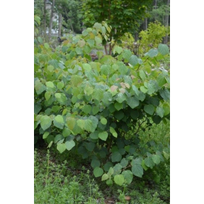 Disanthus cercidifolius - Disanthus