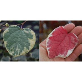 Disanthus cercidifolius 'Ena Nishiki' - Ena Nishiki Variegated Disanthus