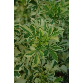 Eleutherococcus sieboldianus 'Variegatus' (Acanthopanax) - Variegated Fiveleaf Aralia