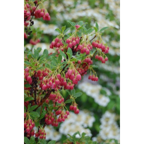 Enkianthus campanulatus 'Showy Lantern' - Showy Lantern Redvein Enkianthus