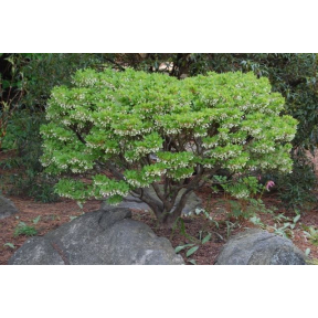 Enkianthus perulatus 'Compacta' - Dwarf Enkianthus