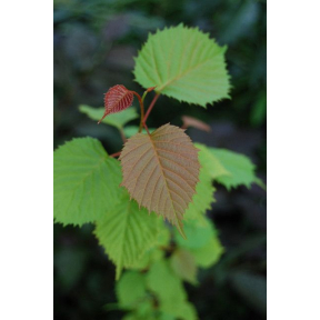 Euptelea pleiosperma  - Chinese Euptelea 