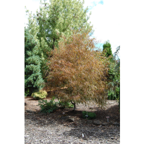 Fagus sylvatica 'Ansorgei' - Ansorgei European Beech