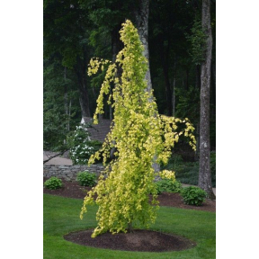 Fagus sylvatica 'Aurea Pendula' - Golden Weeping European Beech