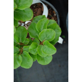 Fagus sylvatica 'Cockleshell' - Cockleshell European Beech