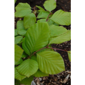 Fagus sylvatica 'Dawyck Gold' - Dawyck Gold European Beech