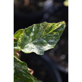 Fagus sylvatica 'Franken' - Franken European Beech