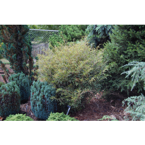 Fagus sylvatica 'Mercedes' - Mercedes European Beech