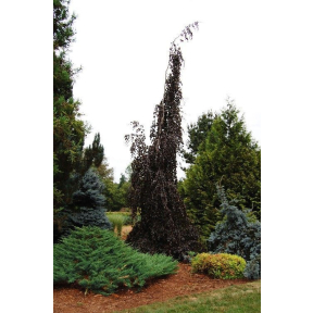 Fagus sylvatica 'Purple Fountain' - Purple Fountain Weeping European Beech