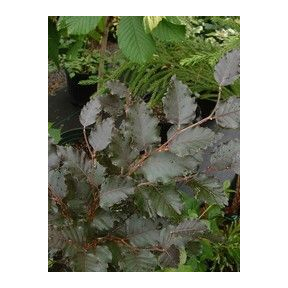 Fagus sylvatica 'Rohan Minaret' - Rohan Minaret European Beech