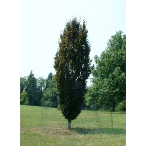 Fagus sylvatica 'Rohan Obelisk' - Rohan Obelisk European Beech