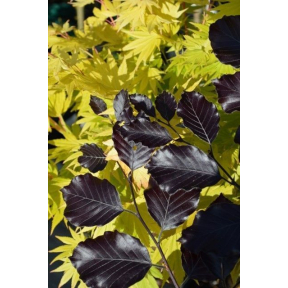 Fagus sylvatica 'Tortuosa Purpurea' - Contorted Purple European Beech