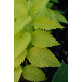 Forsythia x intermedia 'Gold Leaf' - Gold Leaf Forsythia