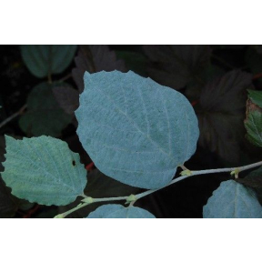 Fothergilla x intermedia 'Blue Shadow' PP 15490 - Blue Shadow Fothergilla