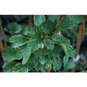 Ginkgo biloba 'Beijing Gold' - Beijing Gold Ginkgo