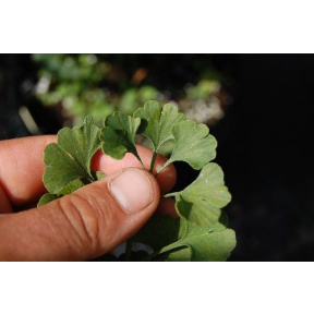 Ginkgo biloba 'Chase Manhattan' - Chase Manhattan Dwarf Ginkgo