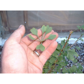 Ginkgo biloba 'Chris’s Dwarf' (‘Munchkin’) - Chris's Dwarf Ginkgo