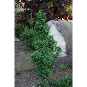 Ginkgo biloba 'Gnome' - Gnome Dwarf Ginkgo