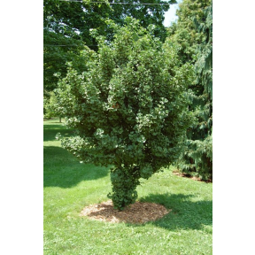 Ginkgo biloba 'Jehosophat' - Jehosophat Dwarf Ginkgo