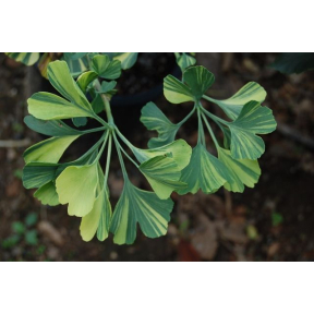 Ginkgo biloba 'Majestic Butterfly' - Majestic Butterfly Variegated Ginkgo